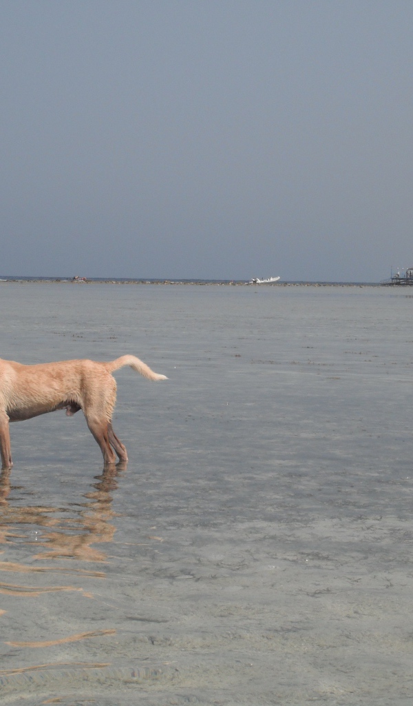 Собака в воде на курорте Марса Алам, Египет