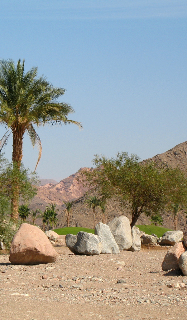 Palm trees on a background of mountains in the resort of Taba, Egypt