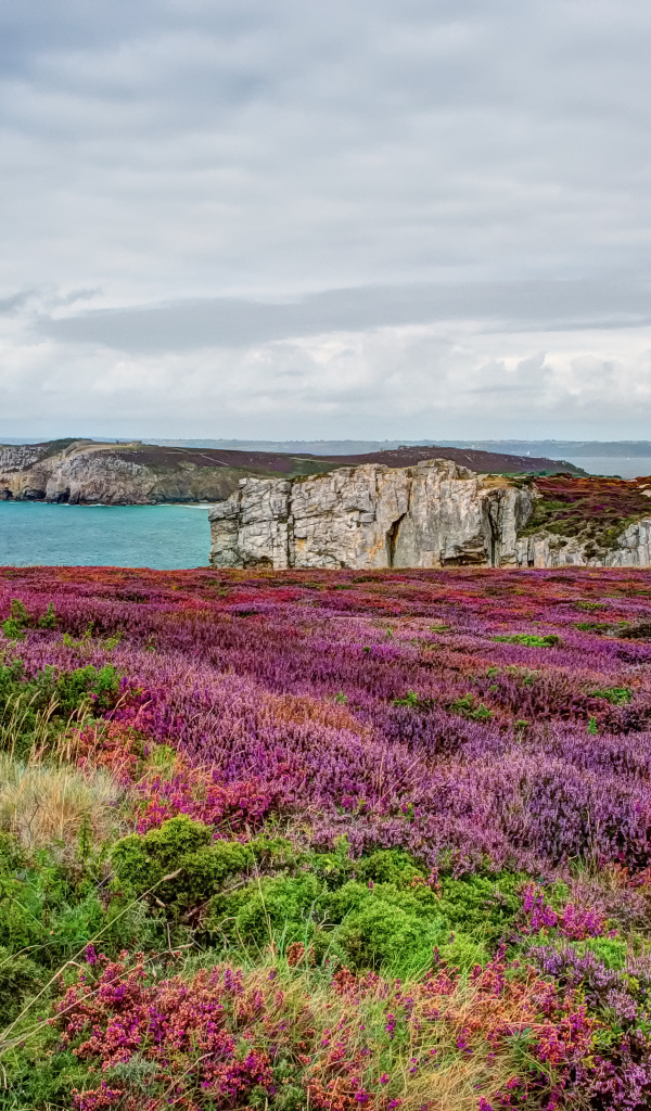 Цветущие поля в Бретань, Франция
