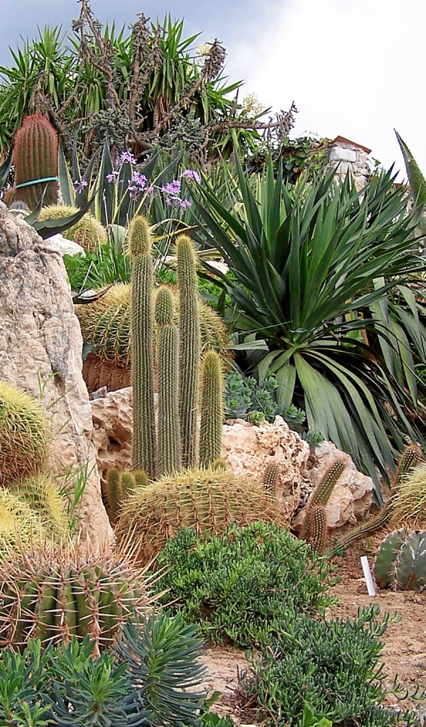 Кактусы на курорте Эз, Франция