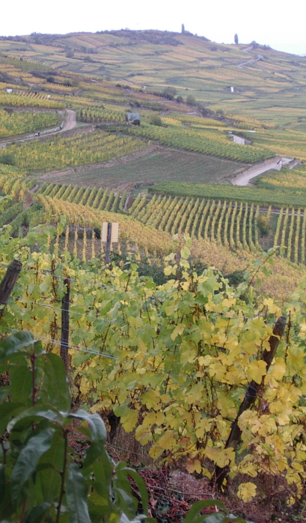 Бескрайние виноградники в Эльзасе, Франция