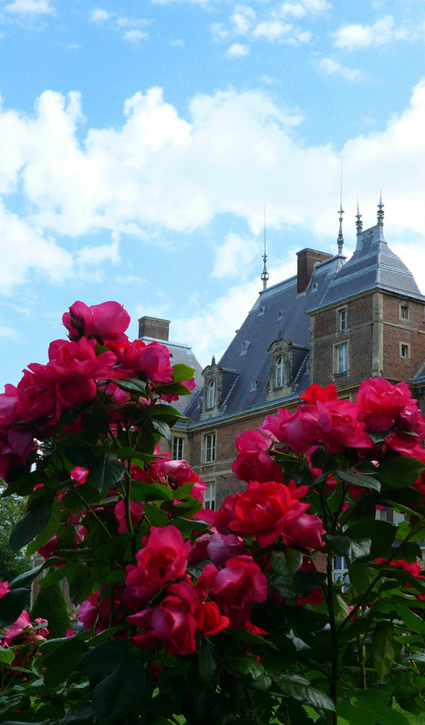 Цветы в Нормандии, Франция