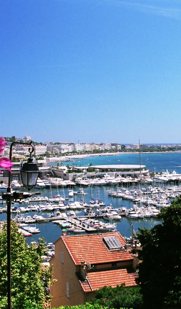 Цветы на фоне порта в Каннах, Франция