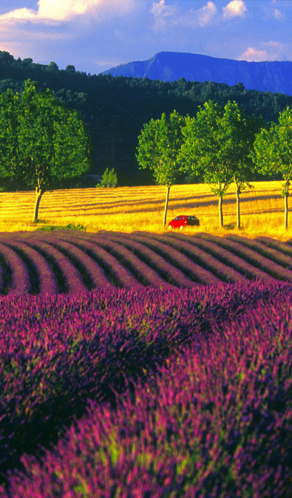 Пейзаж в Провансе, Франция