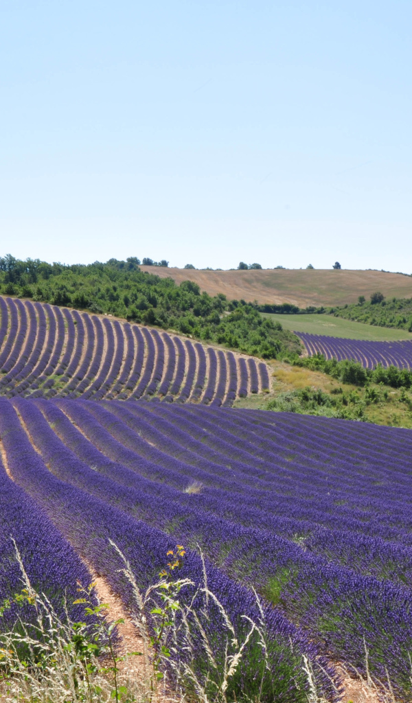Лавандовые поля в Провансе, Франция