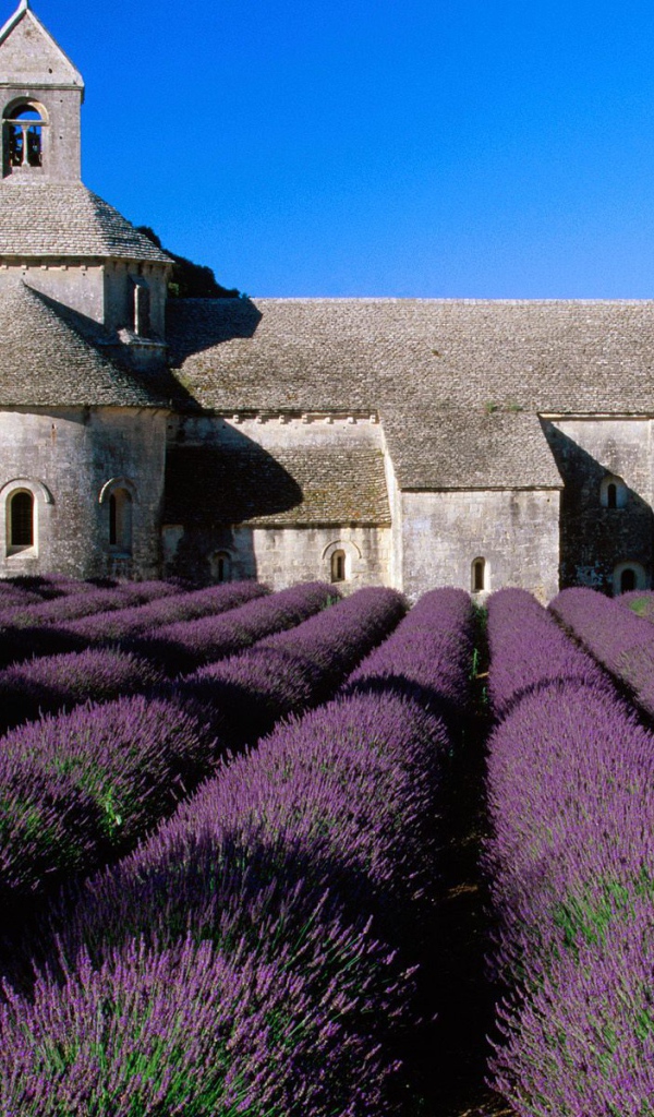 Лаванда на фоне замка в Провансе, Франция