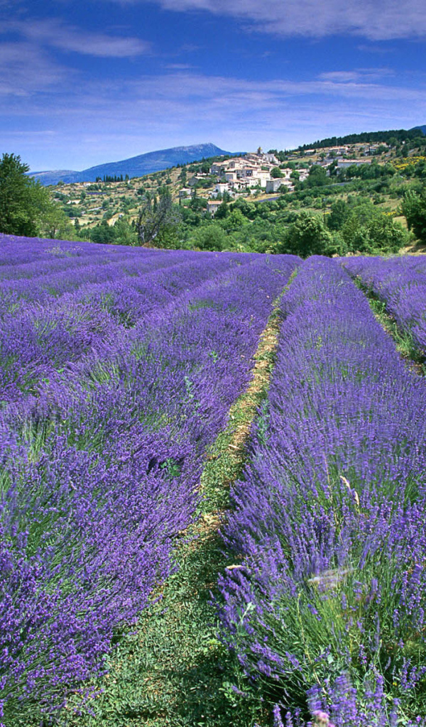 Лаванда на фоне города в Провансе, Франция