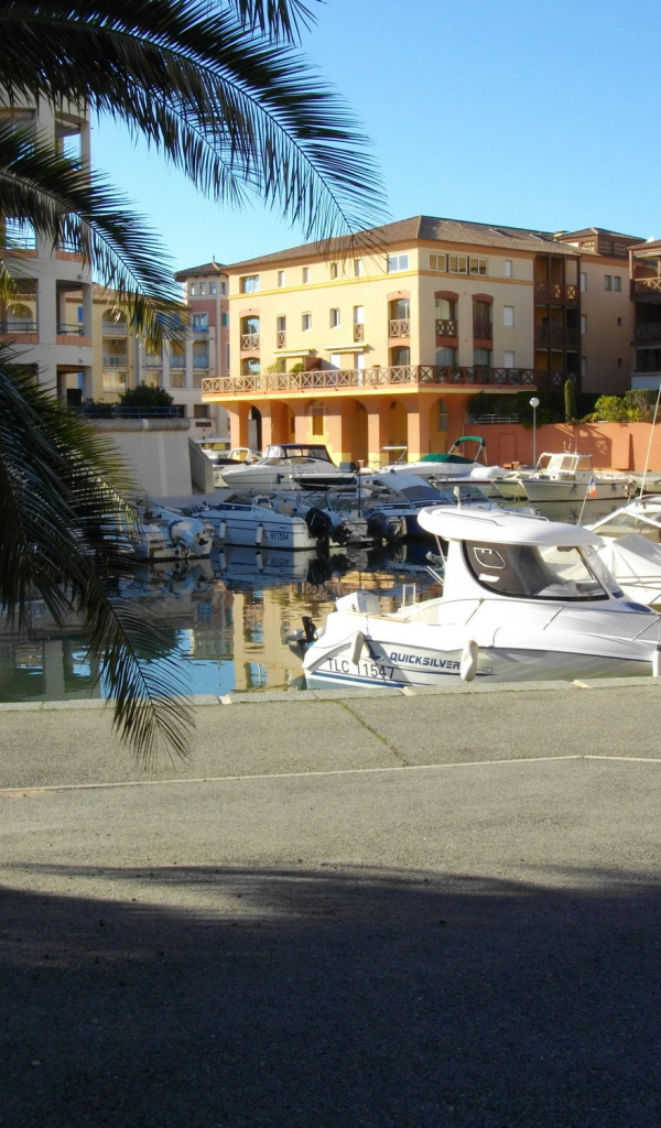 Пальма в порту на курорте Порт Де Фрежюс, Франция