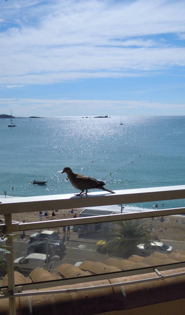 Голубь на балконе на курорте Порт Де Фрежюс, Франция
