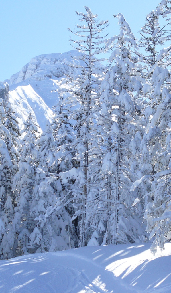 Заснеженные ели на курорте Виллар-де-Ланс, Франция