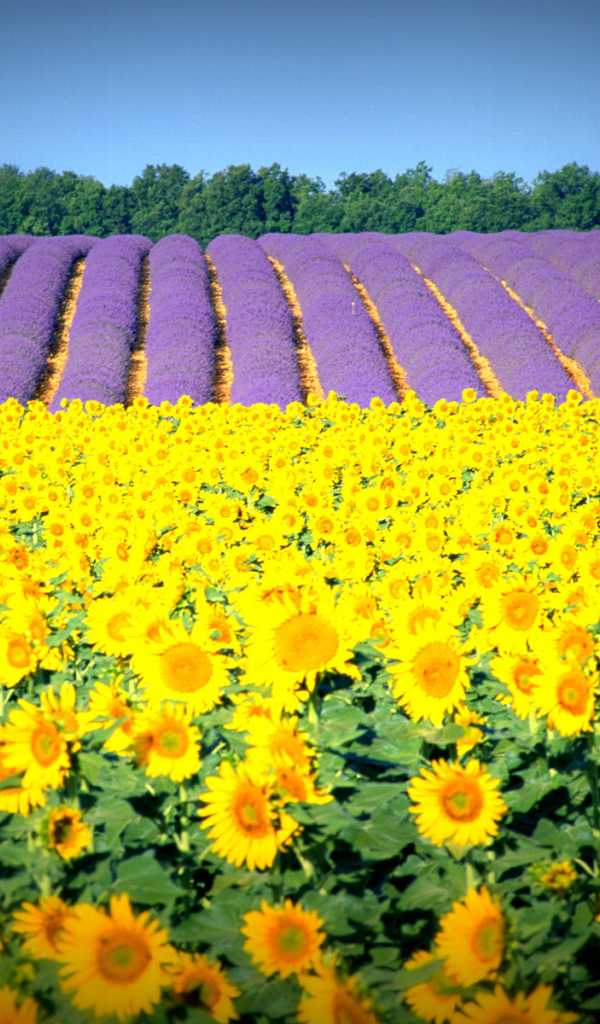 Подсолнухи в Провансе, Франция