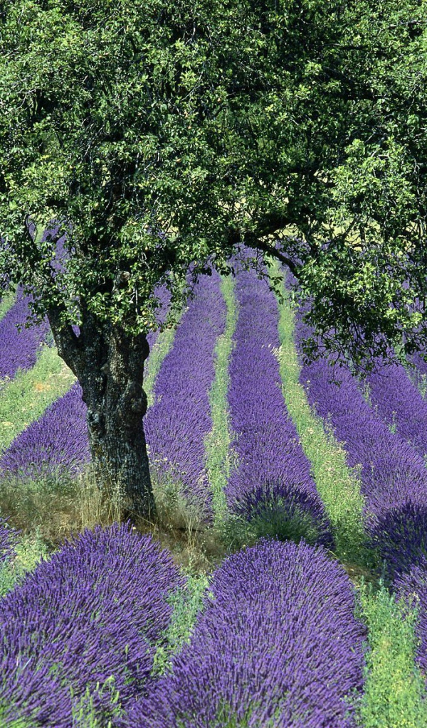 Дерево в поле в Провансе, Франция