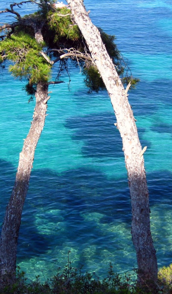 Дерево у воды на курорте Сен-Жан-Кап-Ферра, Франция