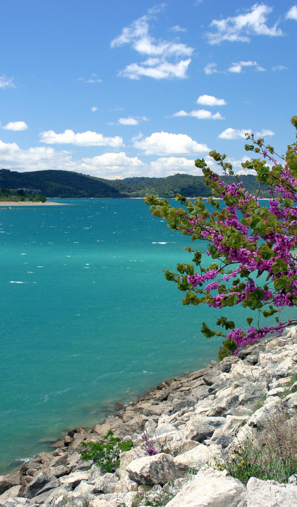 Дерево на берегу в Провансе, Франция