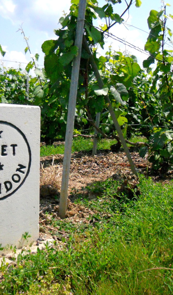 Сорт винограда на камне в провинции Шампань, Франция