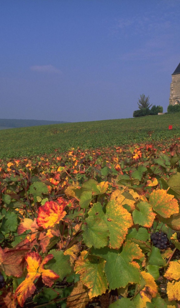 Виноградник в провинции Шампань, Франция