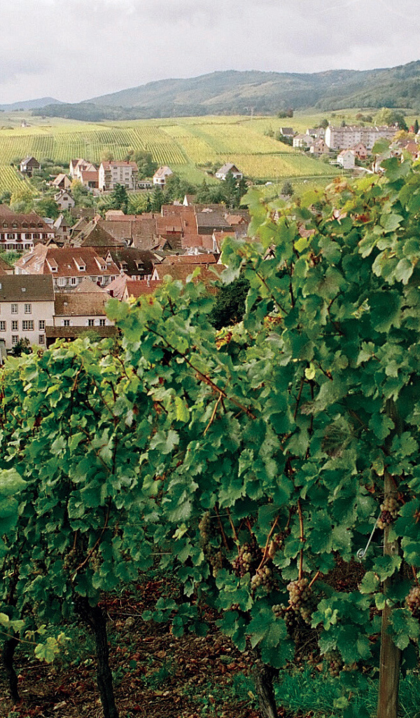 Виноградник на фоне города в Эльзасе, Франция
