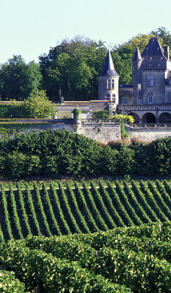 Виноградники в Бордо, Франция