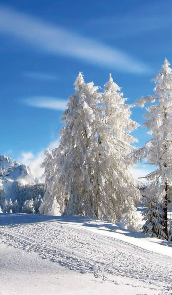 Белые ели на горнолыжном курорте Лез Арк, Франция