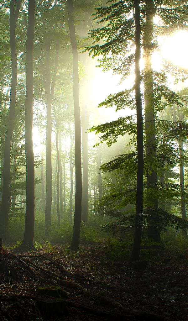 Туман в лесу рядом с городом Вальденбух, Германия