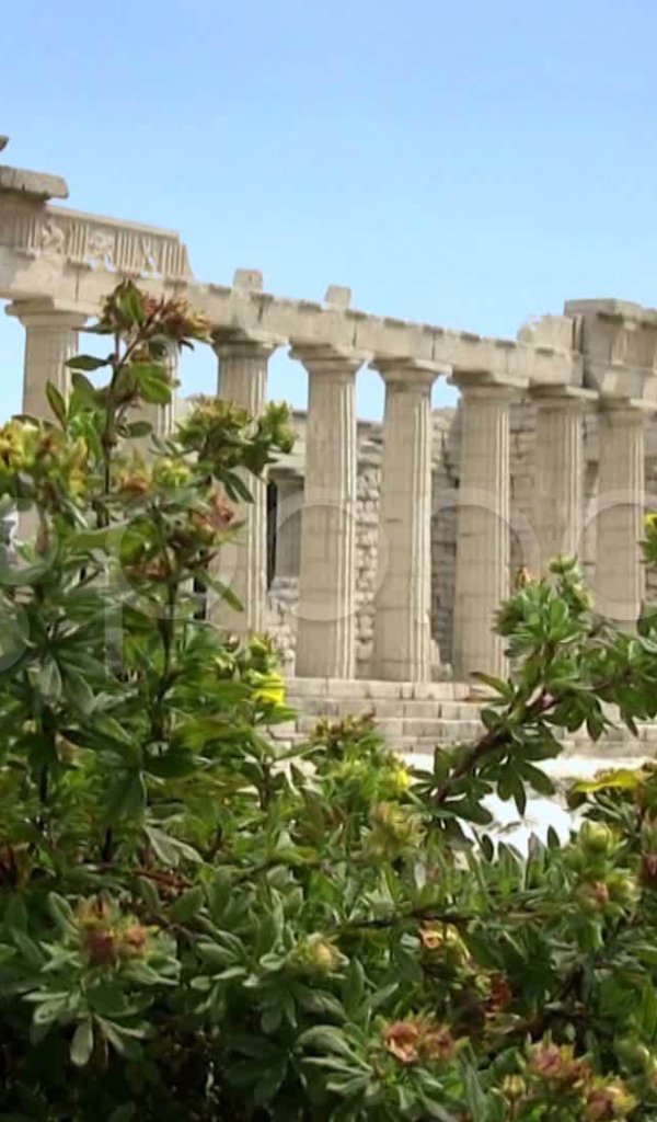 Цветущие кустарники на фоне Акрополя в Афинах