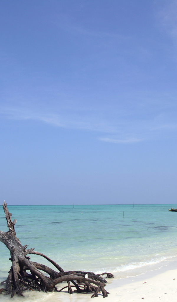 Красивое дерево на Андаманских островах