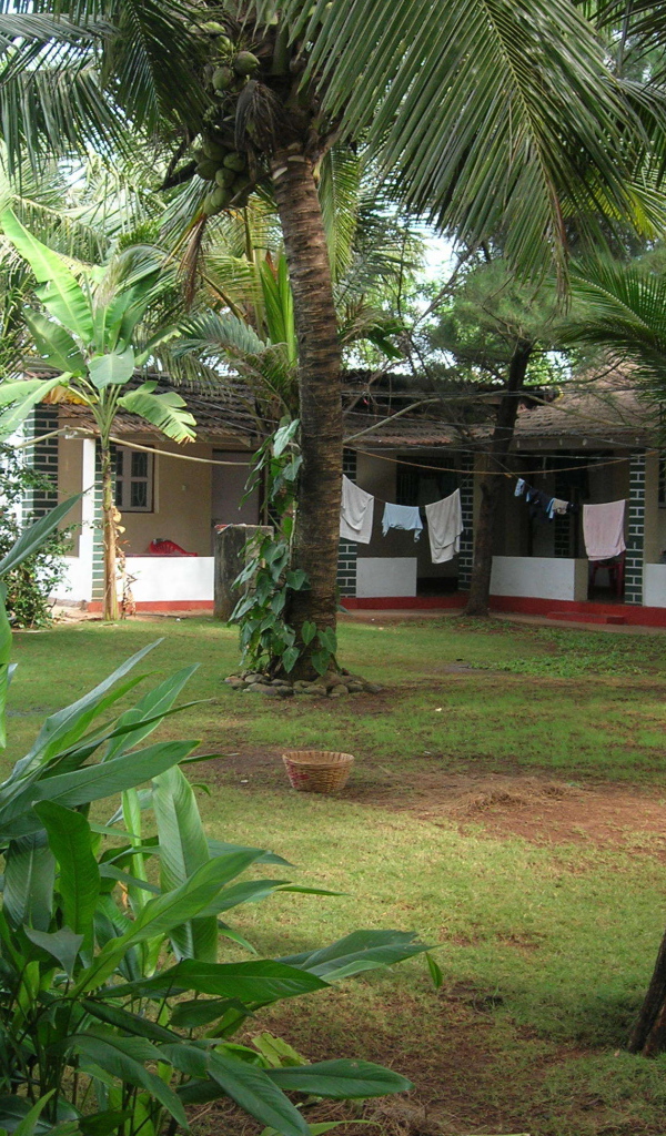 Красивые деревья в Бенаулиме