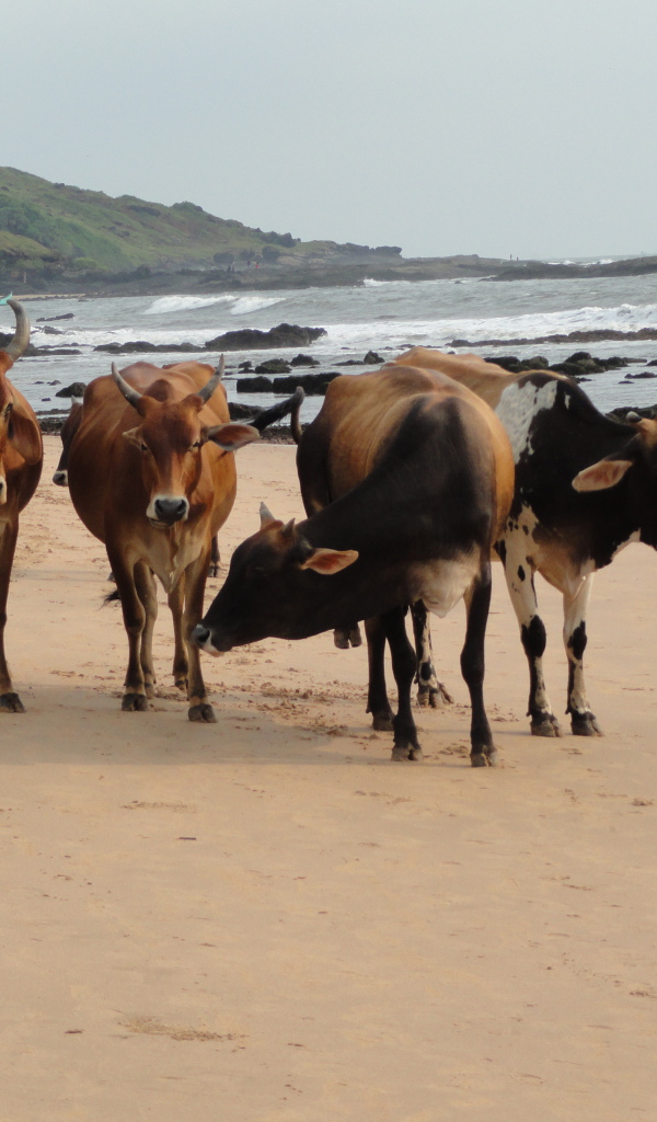 Коровы на пляже в Анджуне