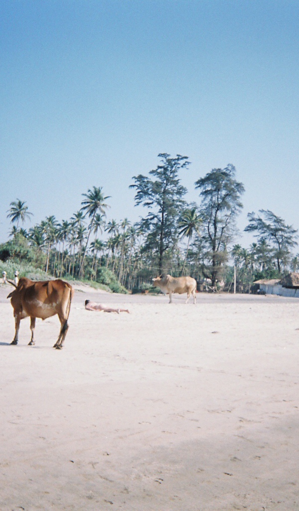 Коровы на пляжах Арамболь