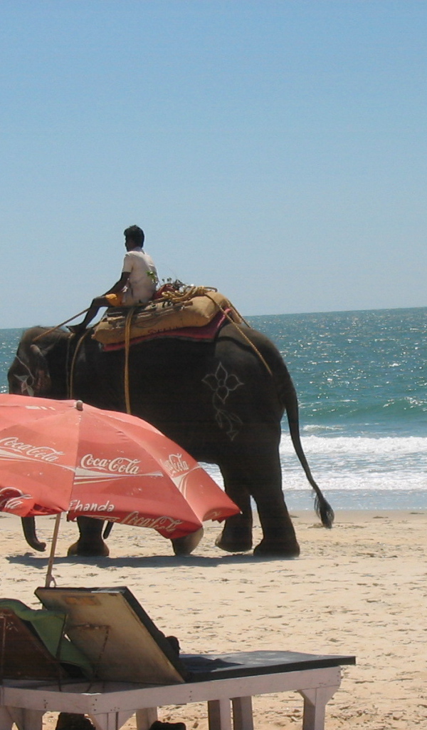 Слон на пляже в Бенаулиме