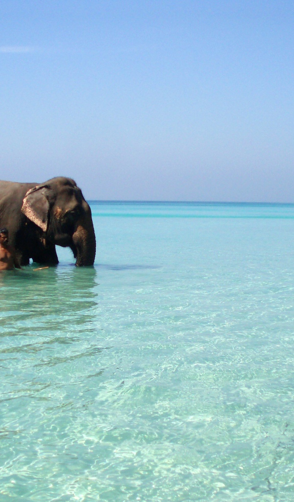 Слоны на Андаманских островах
