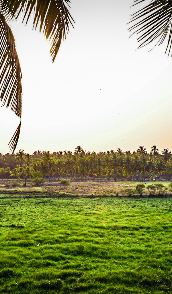 Поля на Гоа