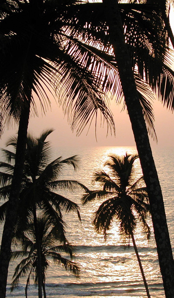 Пальмы на пляже в Вагаторе