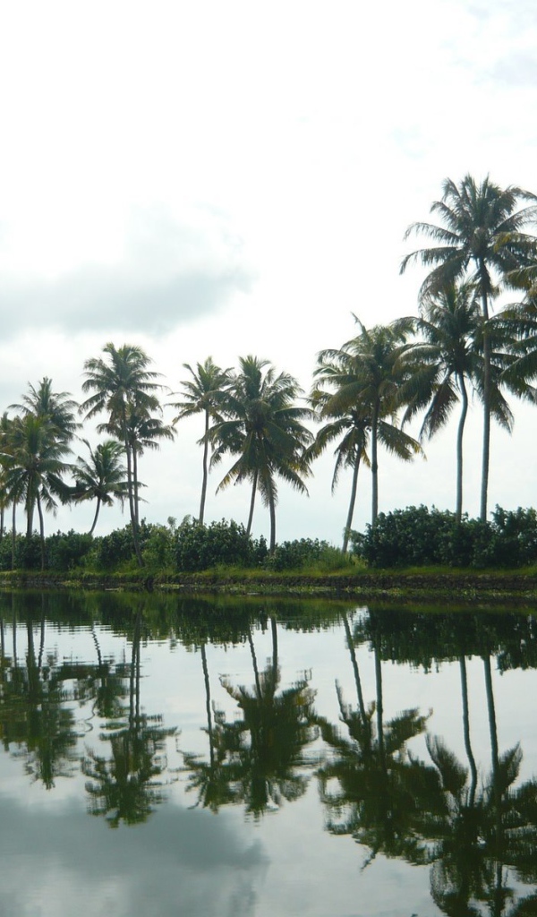 Пальмы в Алапуже