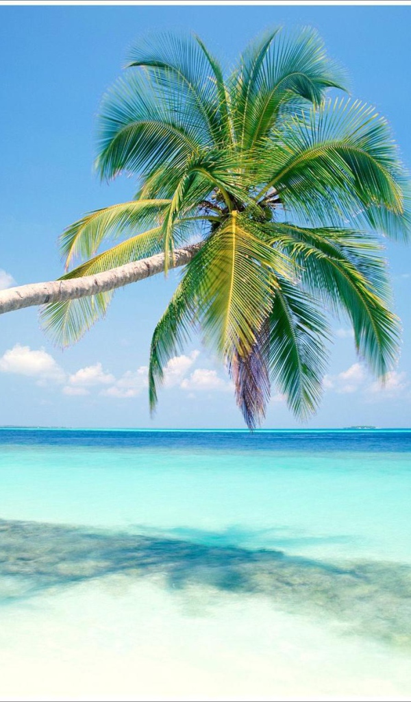 Пальмы в Гоа