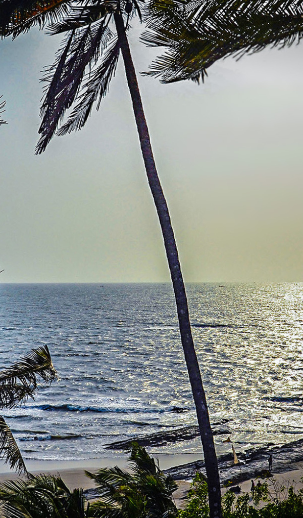 Пальмы на пляжах в Гоа