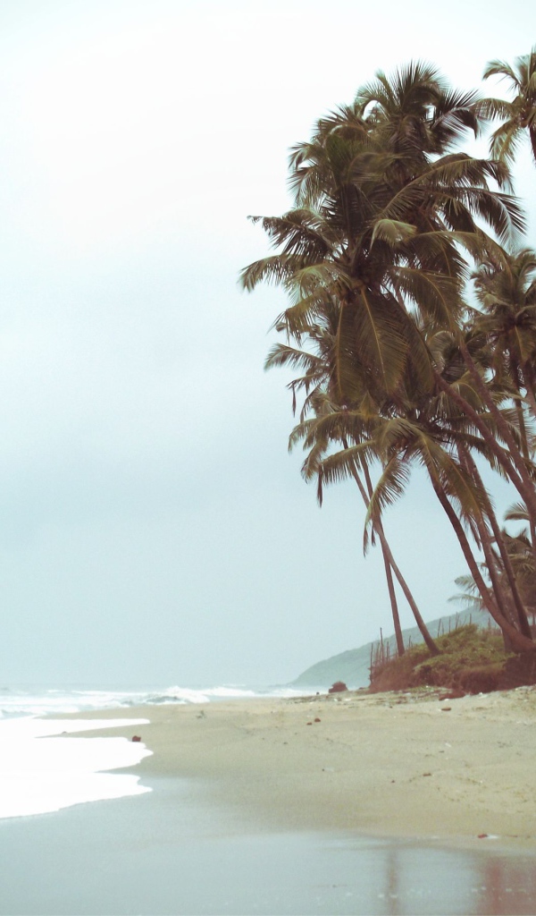 Высокие пальмы на пляже в Анджуне