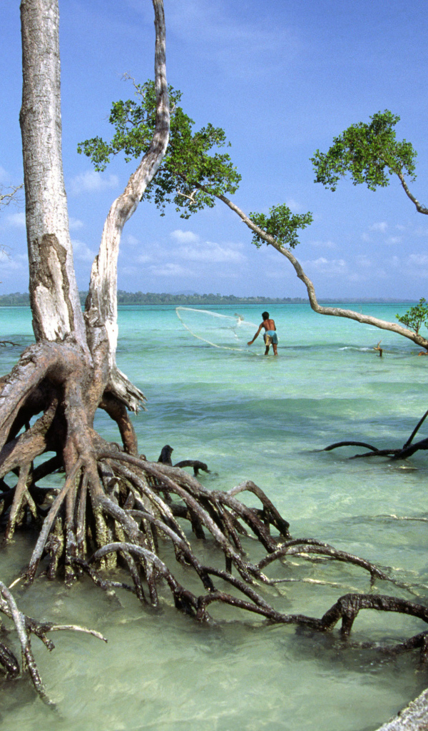 Необычные деревья на Андаманских островах