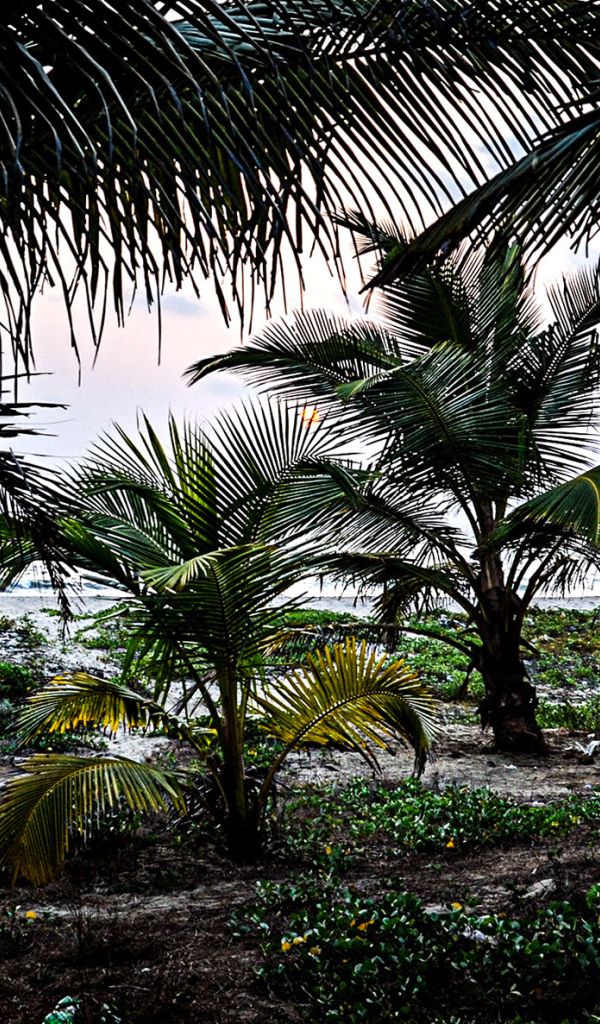 Растительность в Гоа