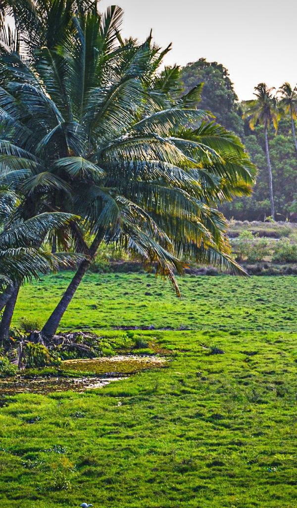 Чудесная природа в Гоа