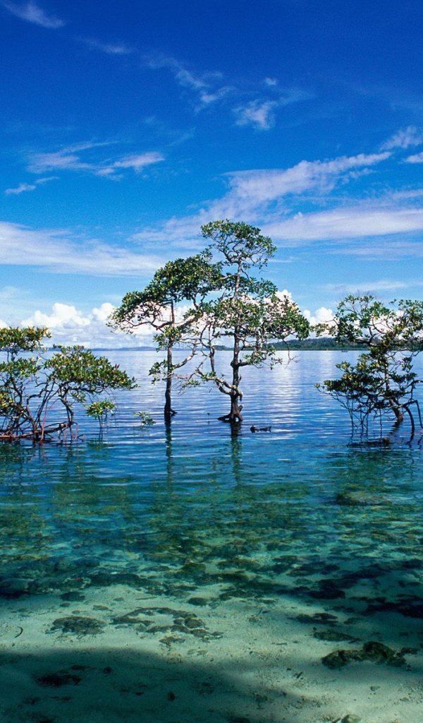 Чудесная природа на Андаманских островах