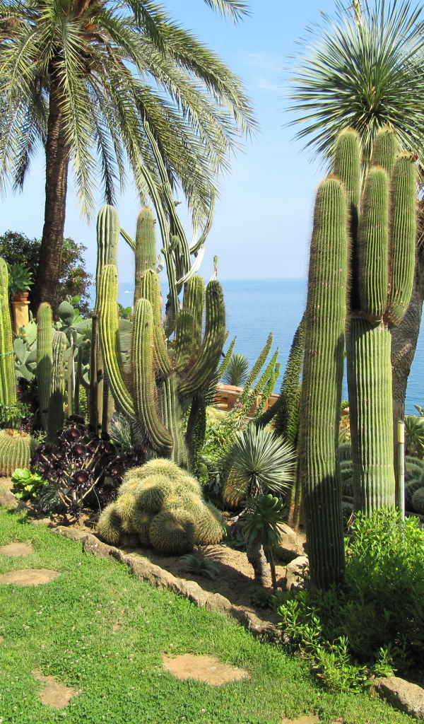 Кактусы на набережной на курорте Бордигера, Италия