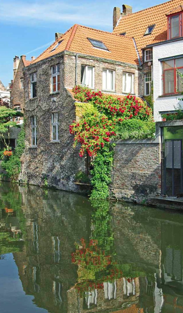 Цветущие растения в Венеции, Италия