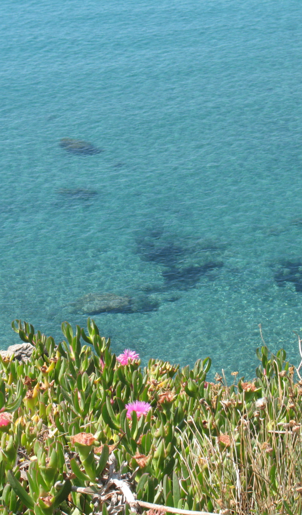 Цветы на фоне моря на острове Понца, Италия