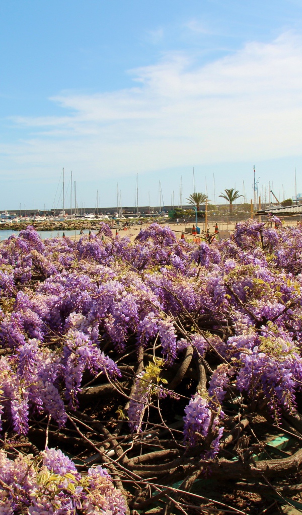Цветы на пляже в Сан Ремо, Италия