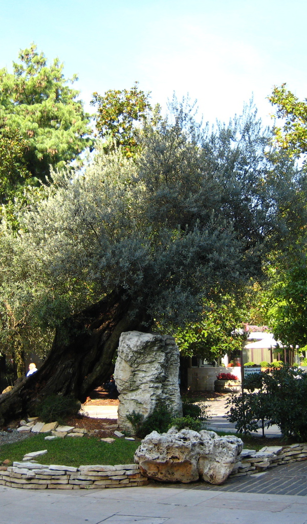 Маслина на улице на курорте Абано Терме, Италия