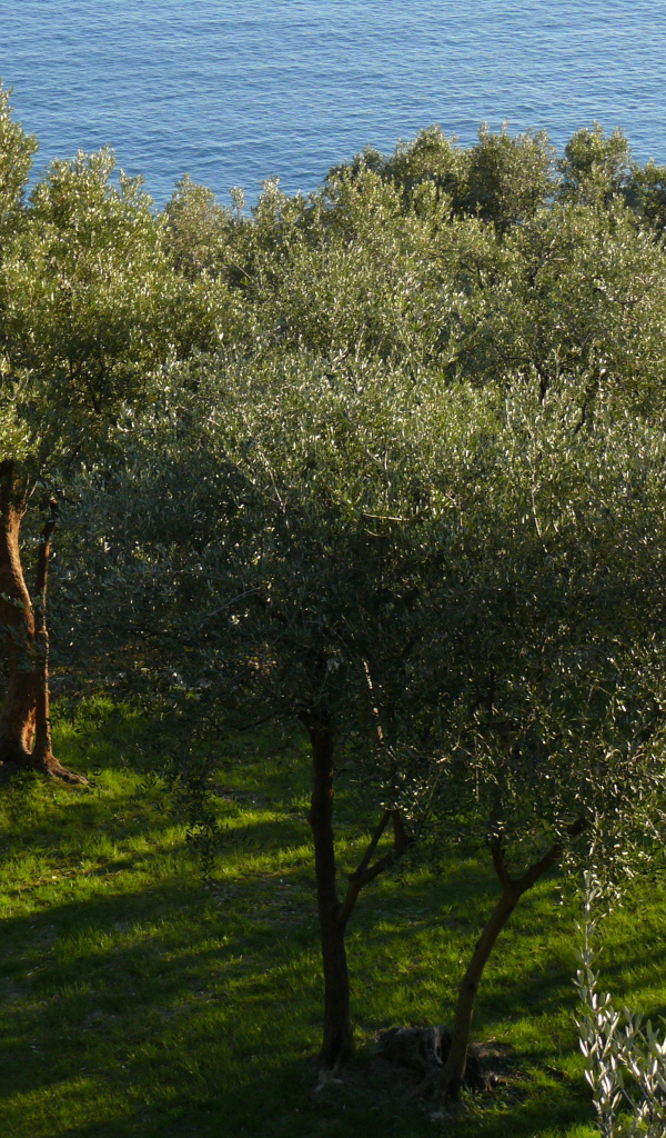 Оливковые деревья на фоне моря в Лигурии, Италия