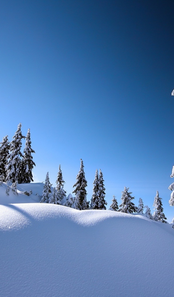 Заснеженные ели на горнолыжном курорте Сестриер, Италия