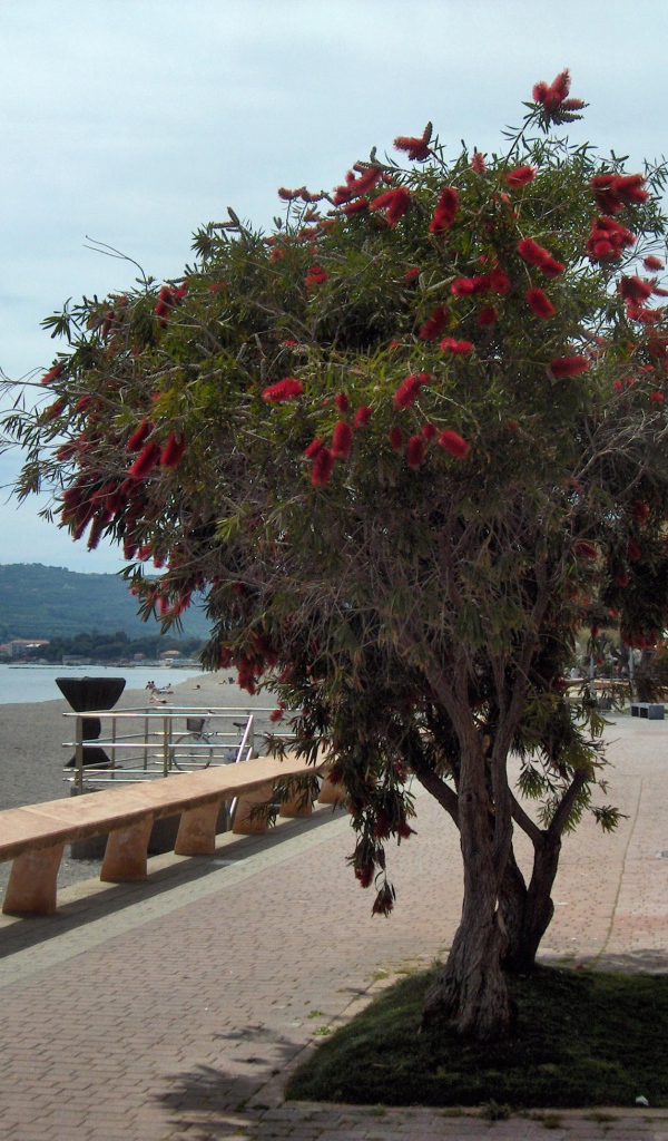 Дерево на пляже на курорте Сан Бартоломео Аль Маре, Италия