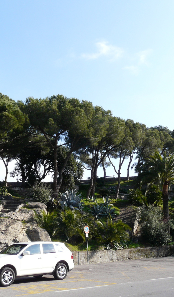 Деревья на побережье на курорте Бордигера, Италия
